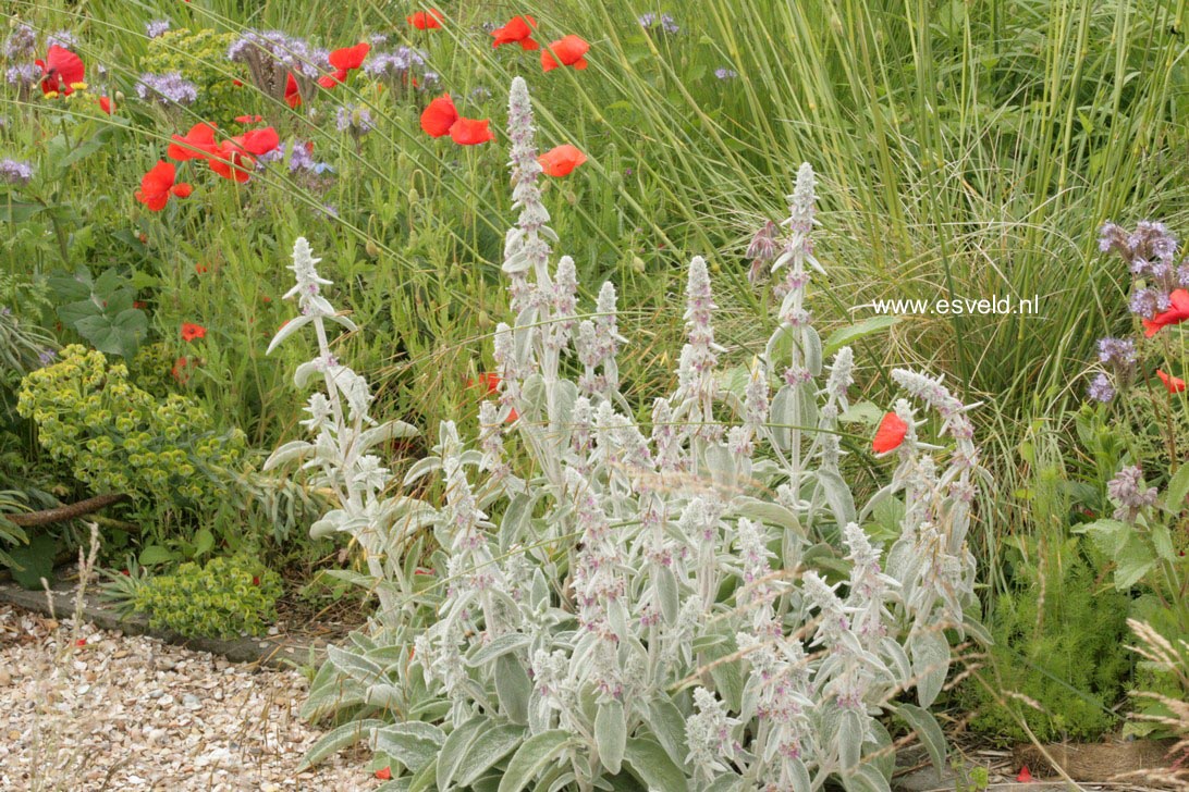 Stachys byzantina 'Silver Carpet'