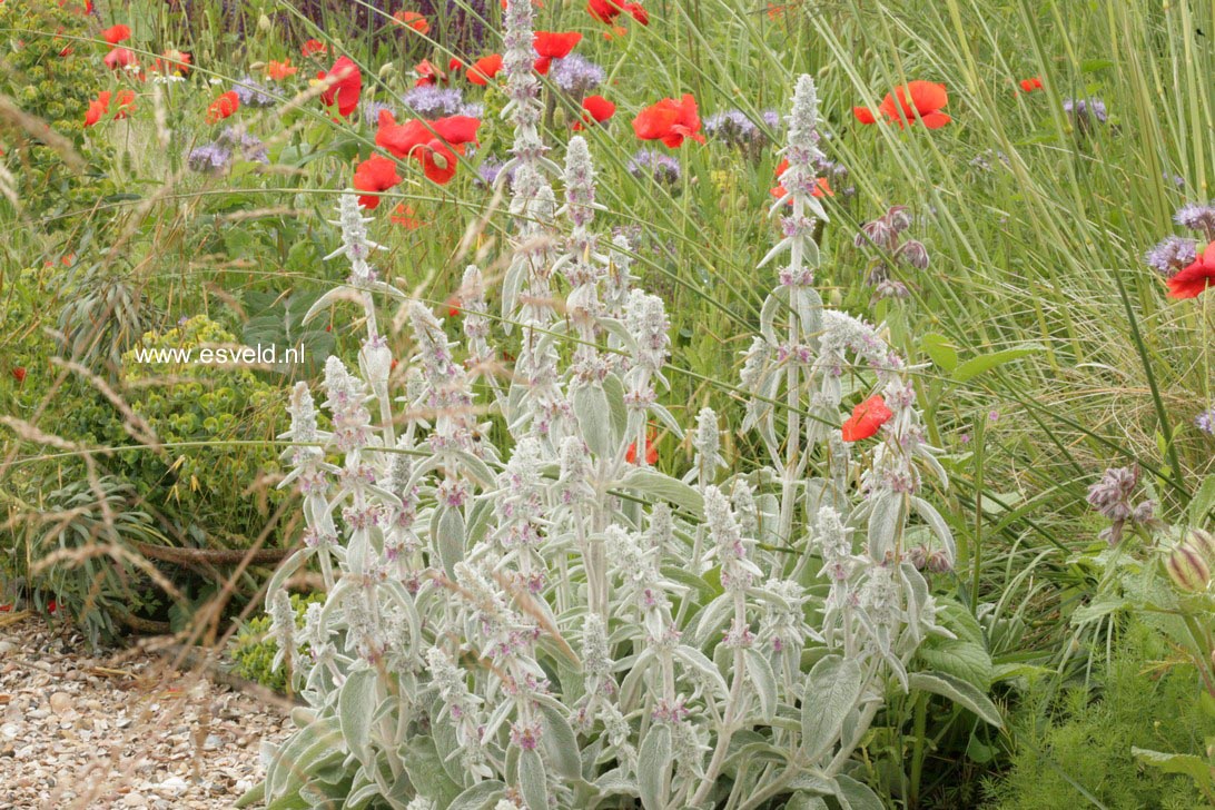 Stachys byzantina 'Silver Carpet'