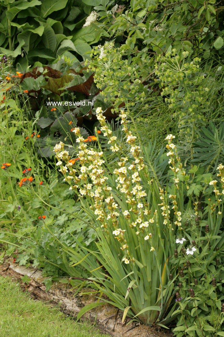 Sisyrinchium striatum