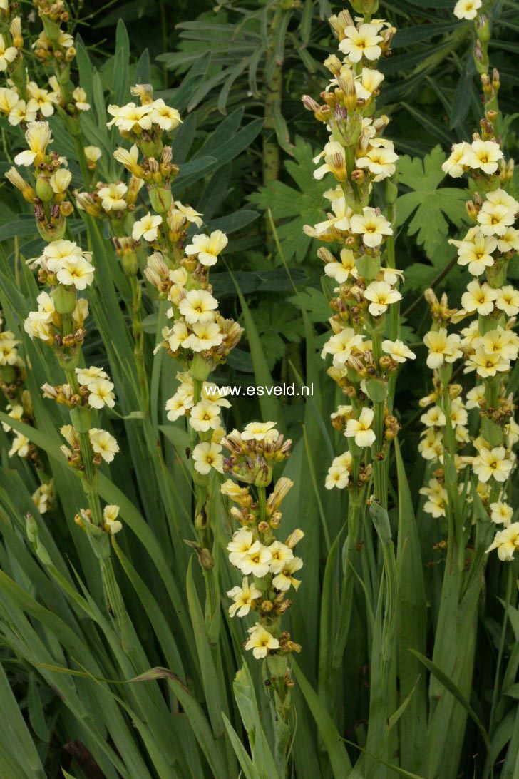 Sisyrinchium striatum