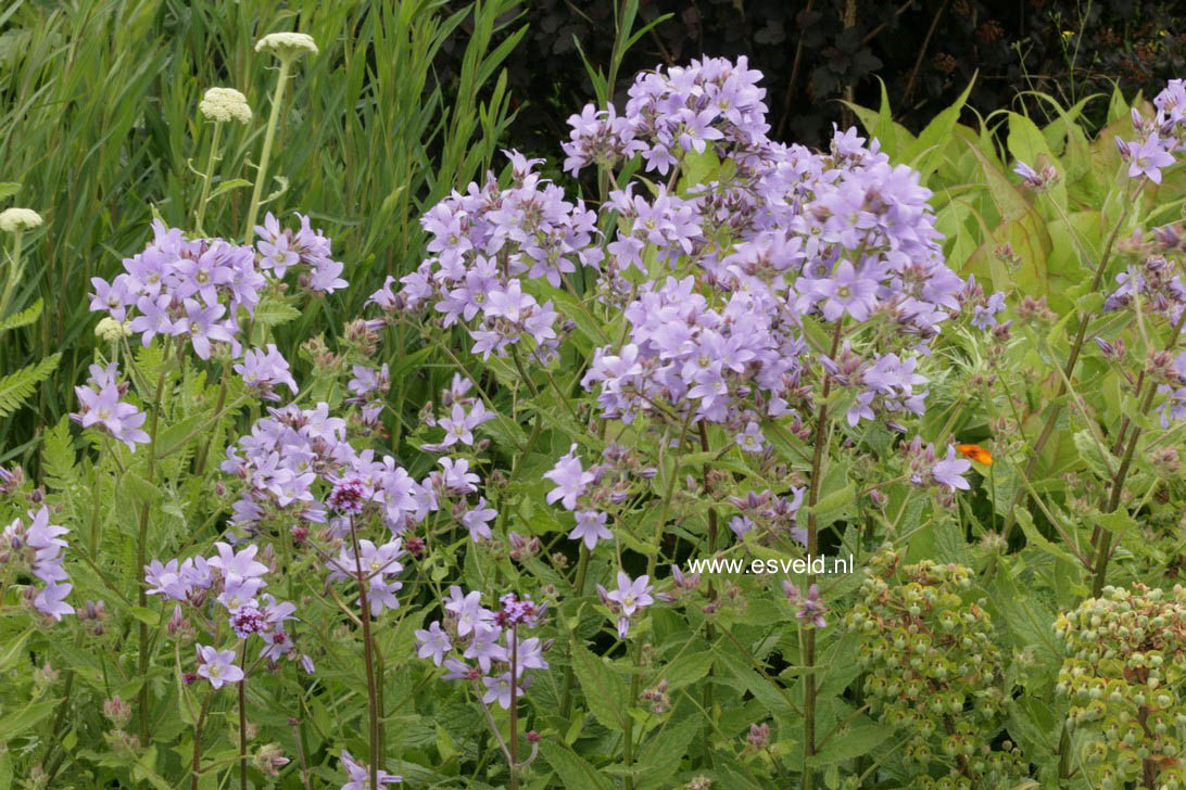 Campanula lactiflora 'Prichard's Variety'