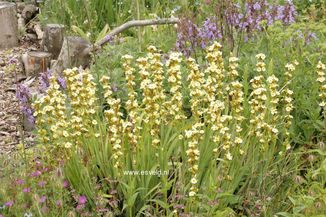 Sisyrinchium striatum