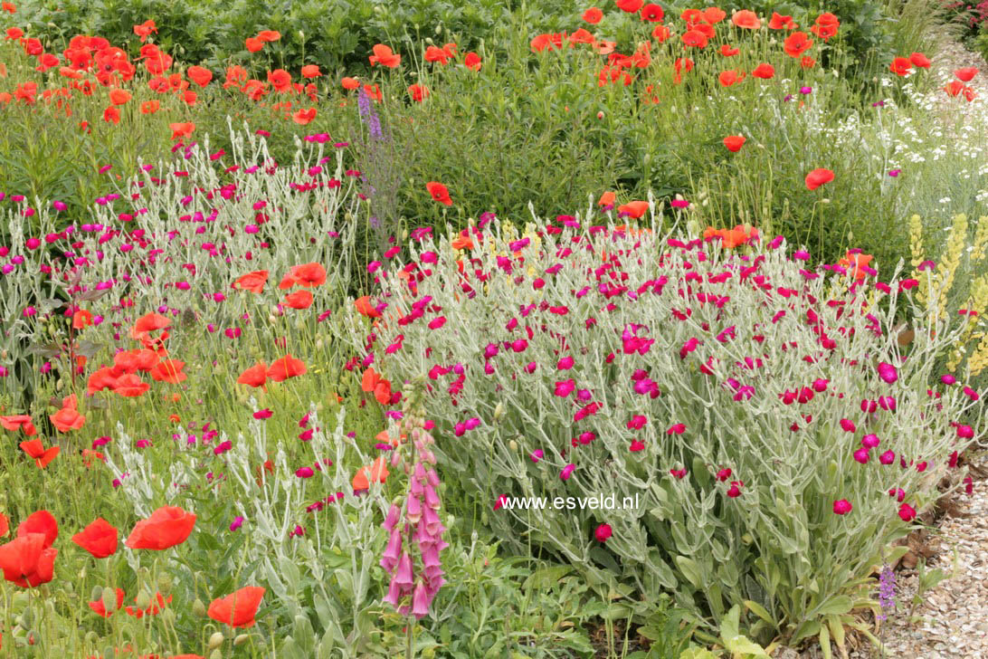 Lychnis coronaria