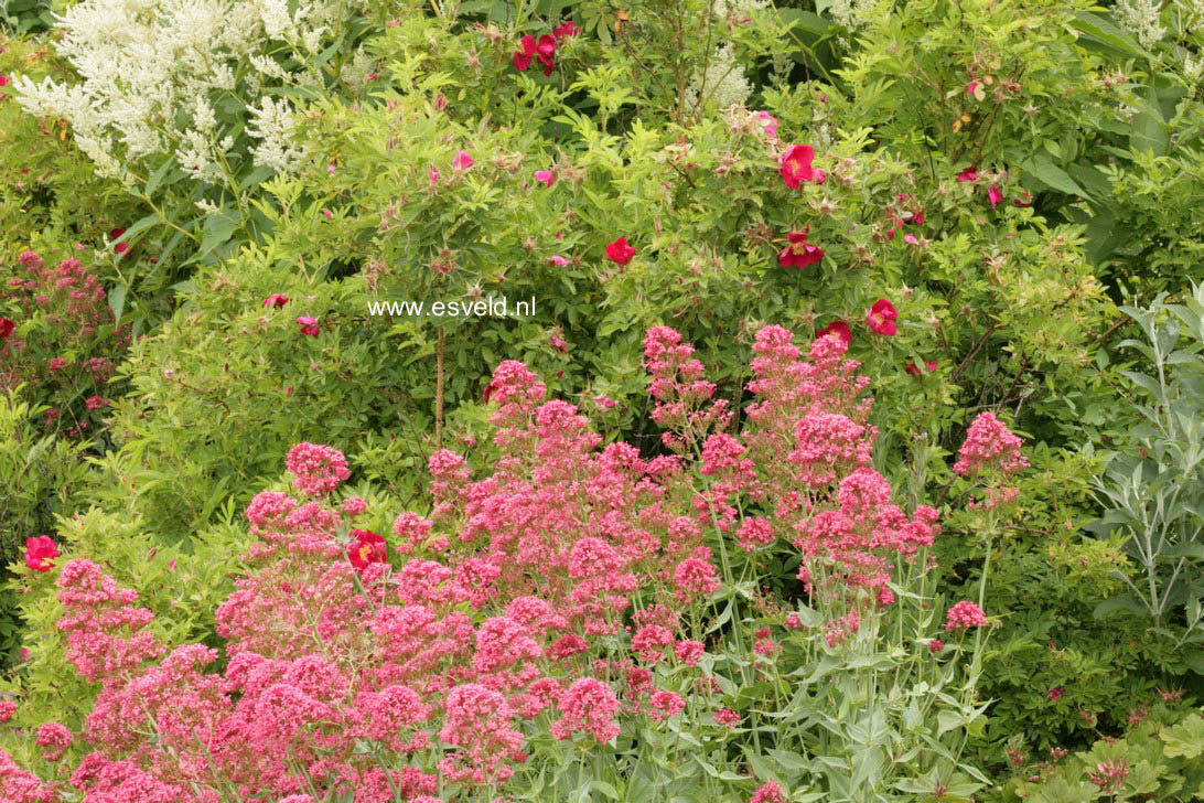 Centranthus ruber 'Coccineus'