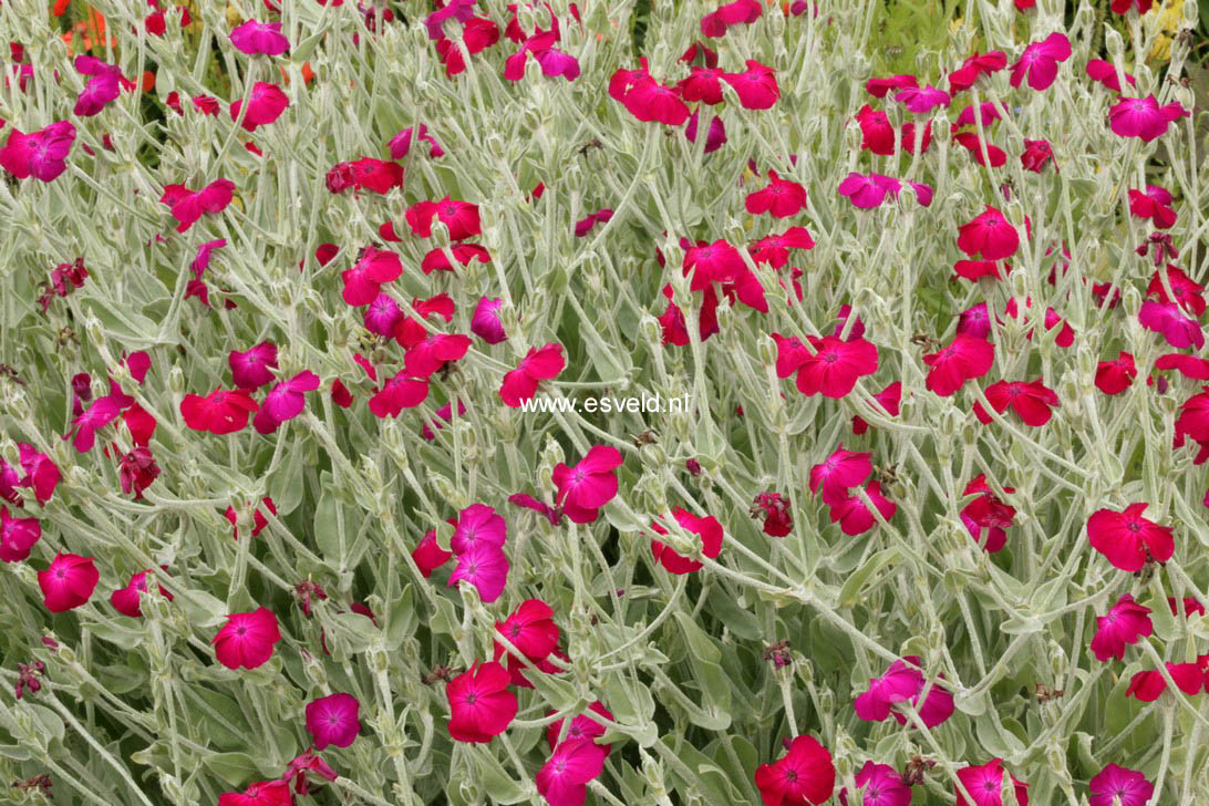 Lychnis coronaria