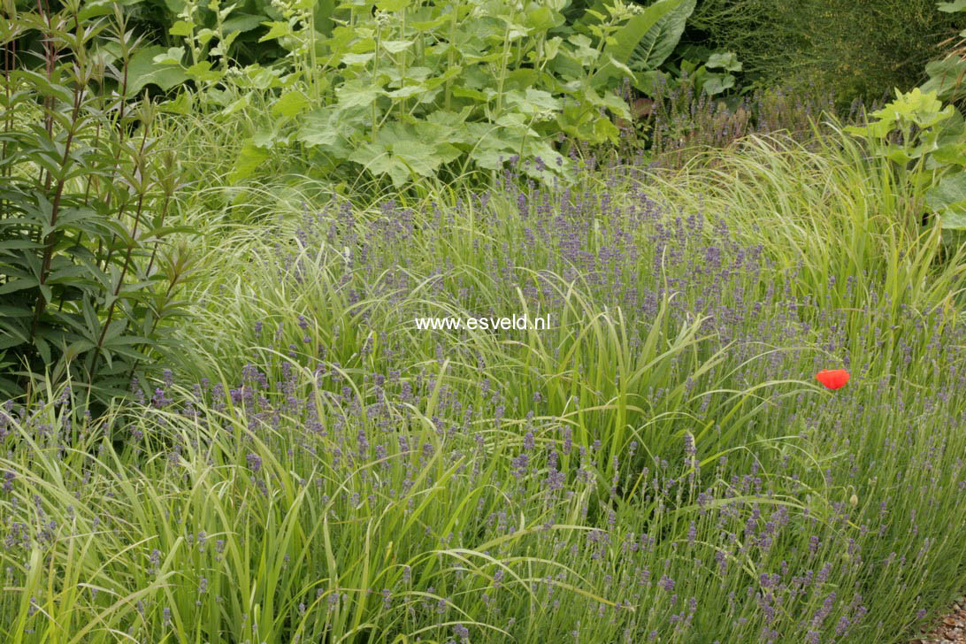 Lavandula angustifolia 'Munstead'