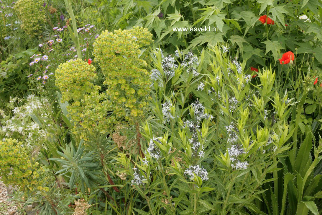 Amsonia tabernaemontana