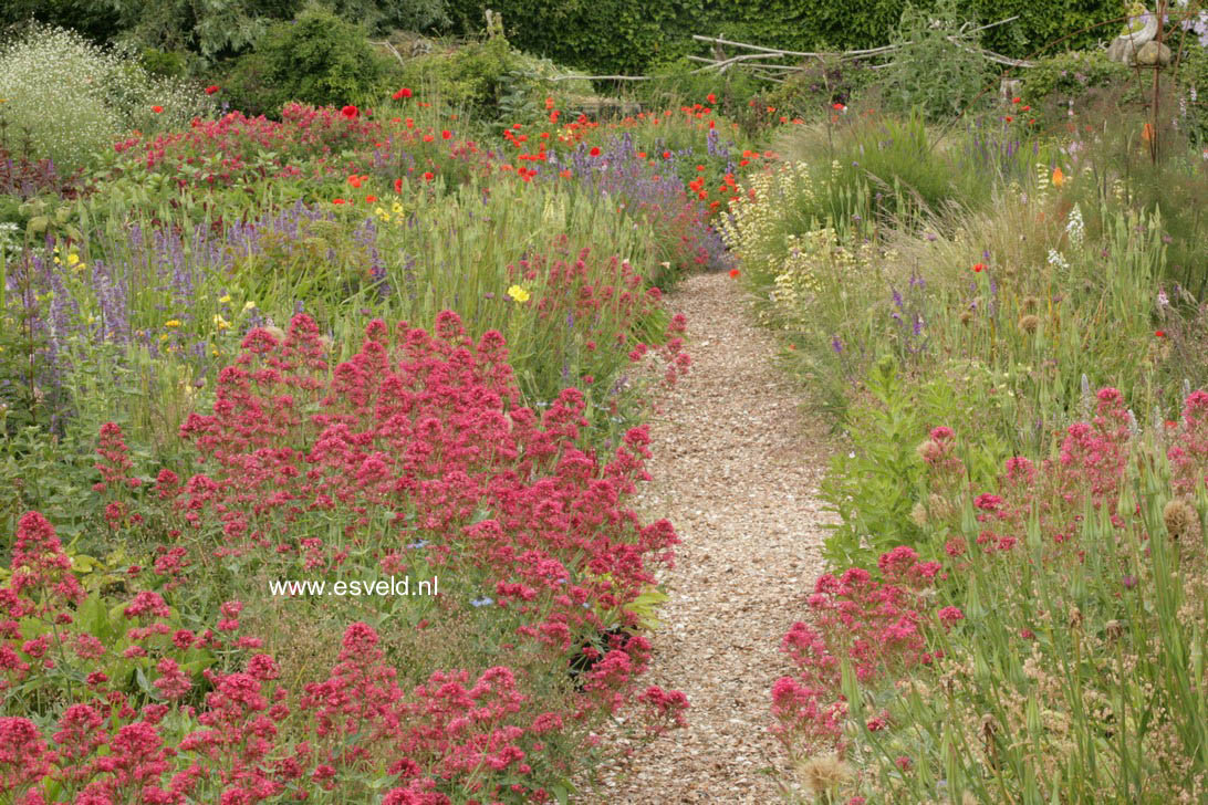 Centranthus ruber 'Coccineus'