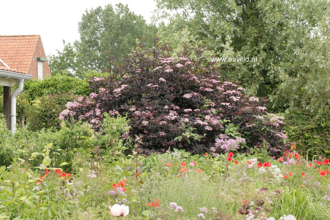 Sambucus nigra 'Gerda' (BLACK BEAUTY)