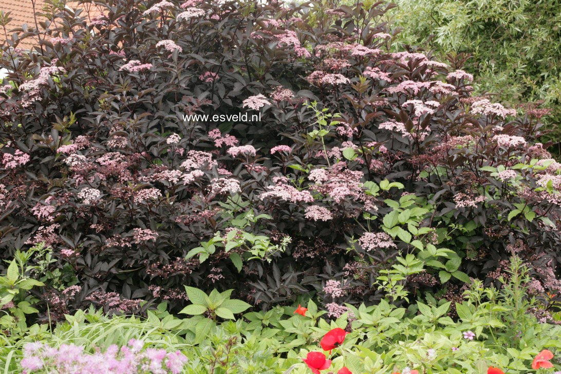 Sambucus nigra 'Gerda' (BLACK BEAUTY)