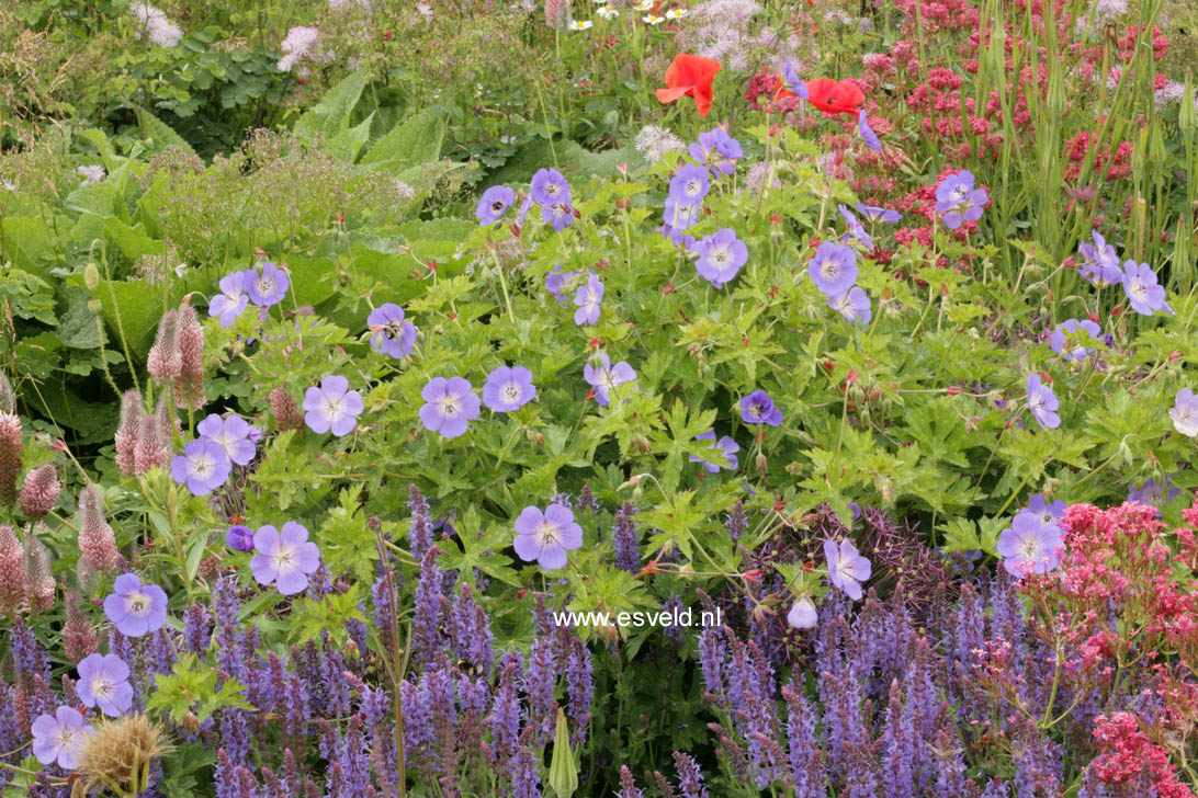 Geranium 'Rozanne'