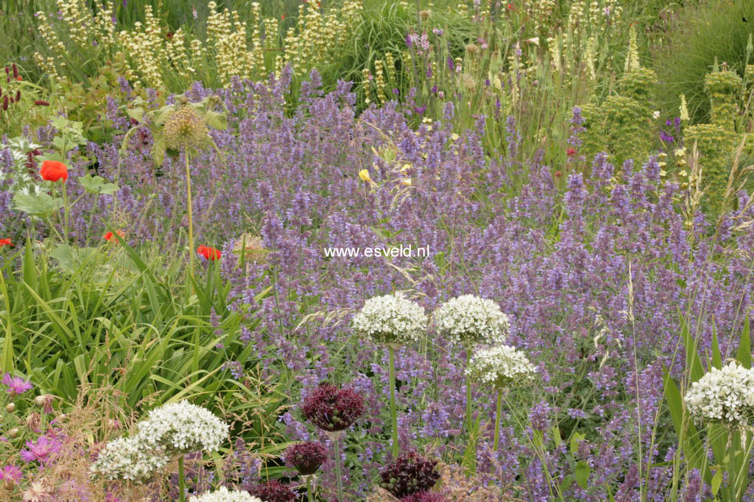 Nepeta 'Walker's Low'