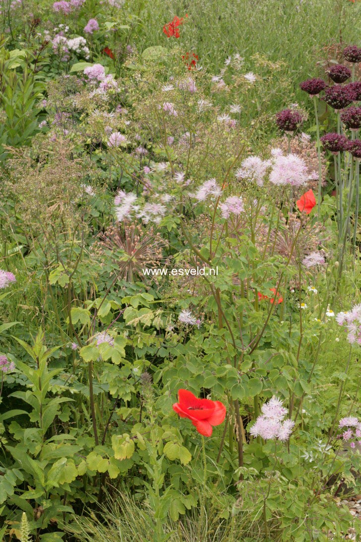 Thalictrum aquilegifolium