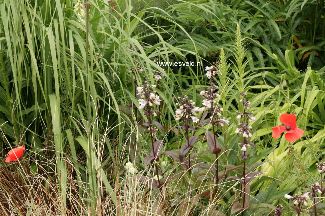 Penstemon digitalis 'Husker Red'