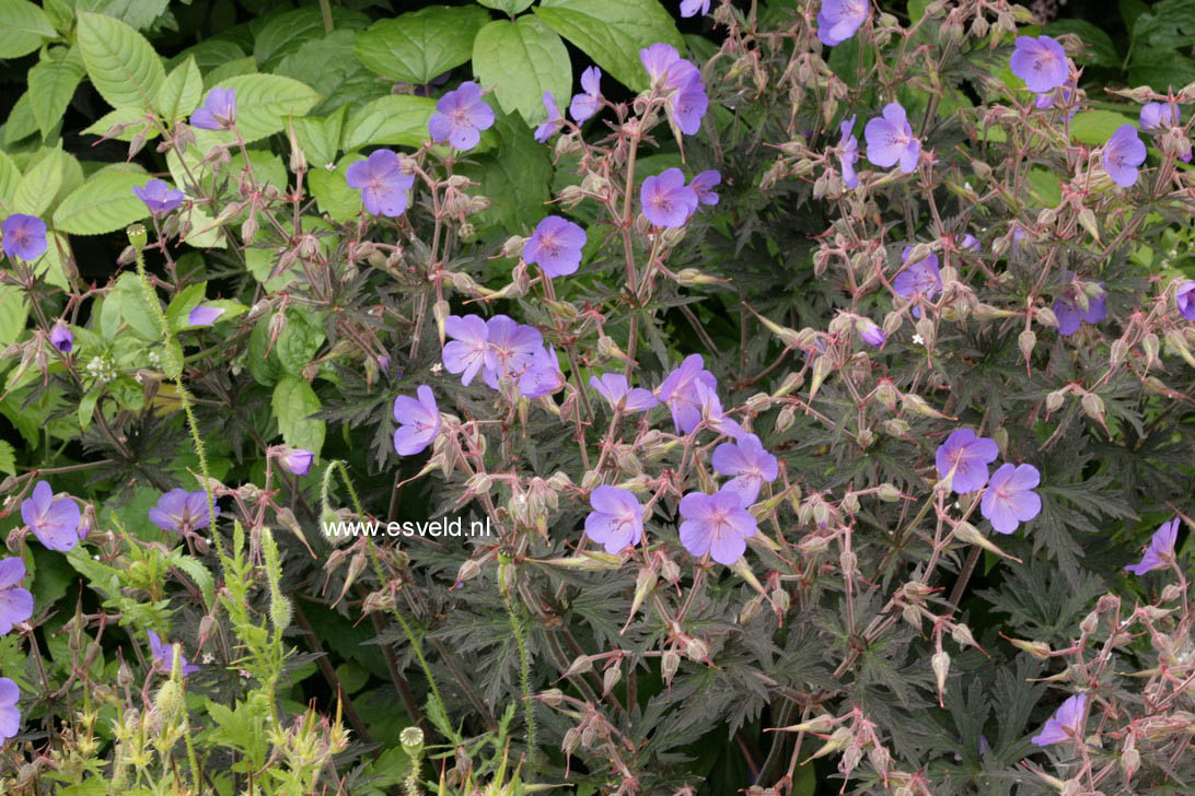 Geranium maculatum 'Espresso'