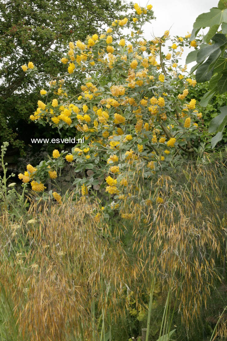 Argyrocytisus battandieri