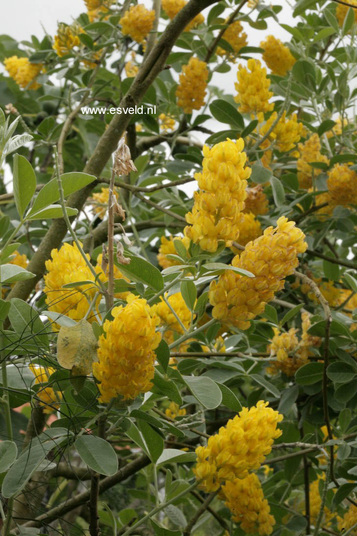 Argyrocytisus battandieri