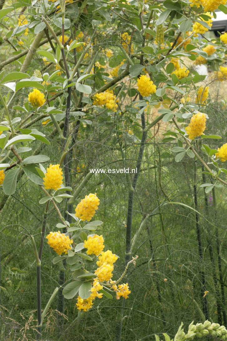 Argyrocytisus battandieri