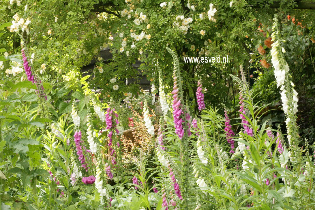 Digitalis purpurea 'Alba'