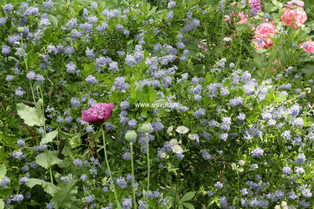 Ceanothus impressus 'Victoria'