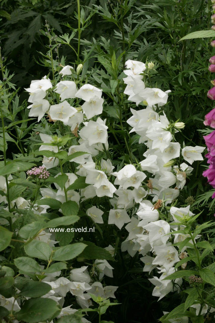 Campanula persicifolia 'Alba'