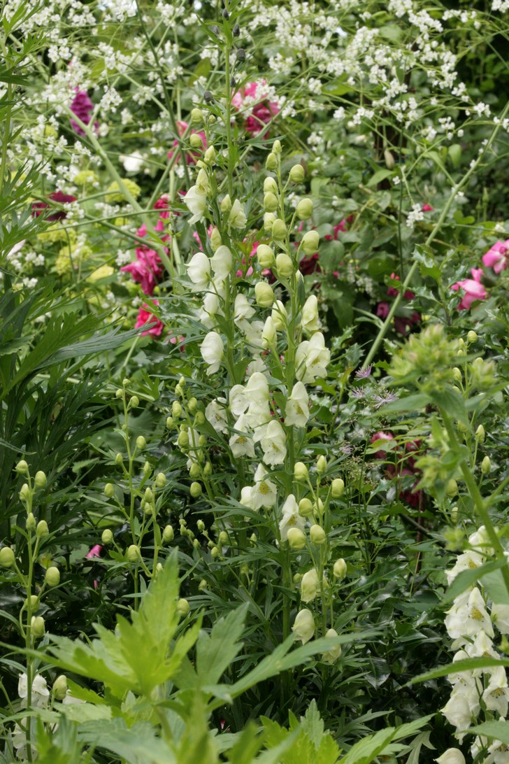 Aconitum napellus 'Album'