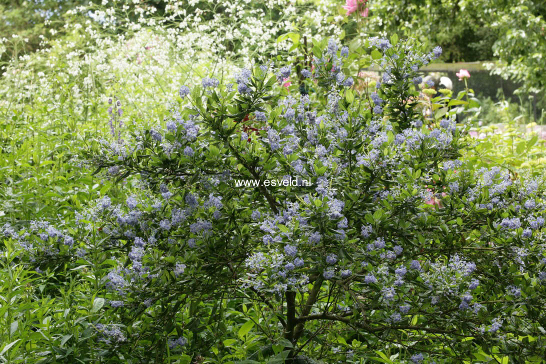 Ceanothus impressus 'Victoria'