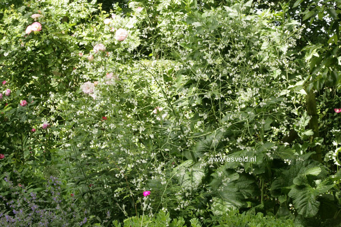 Crambe cordifolia