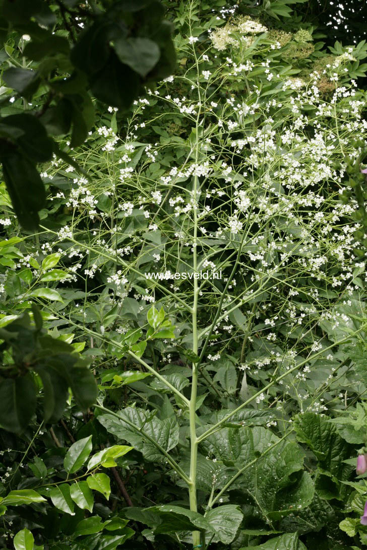 Crambe cordifolia