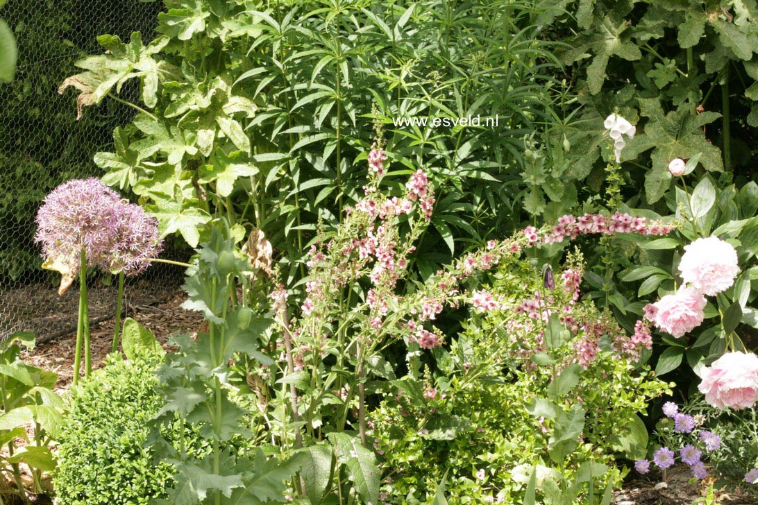 Verbascum phoeniceum