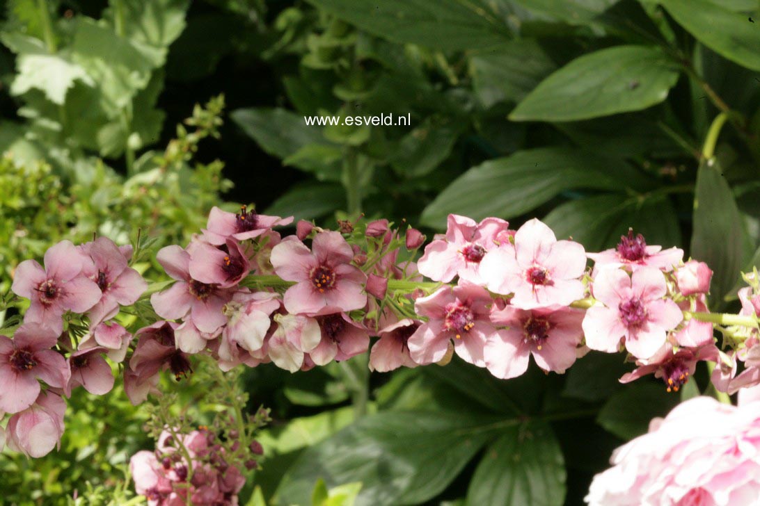 Verbascum phoeniceum