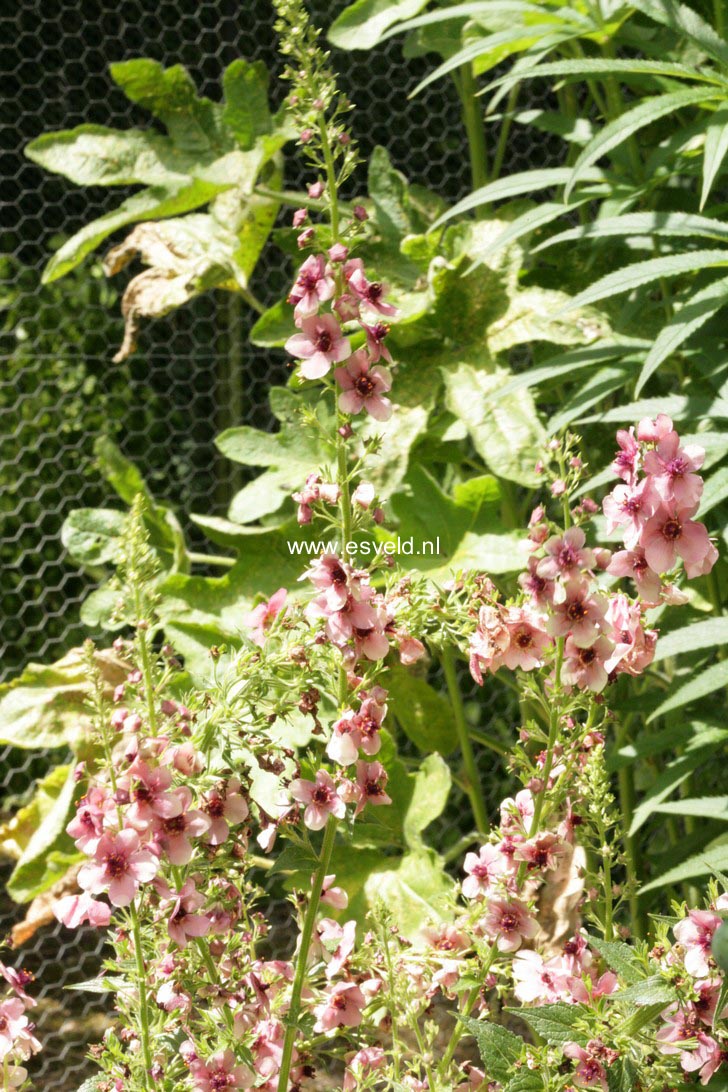 Verbascum phoeniceum