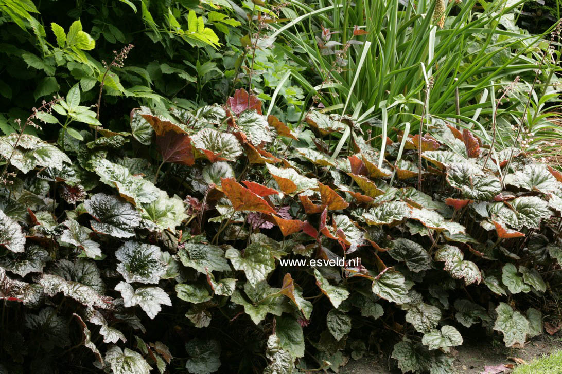 Heuchera micrantha 'Palace Purple'