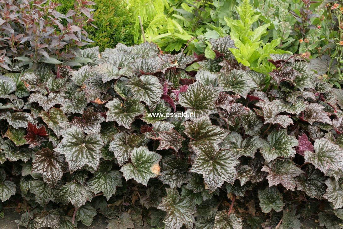 Heuchera micrantha 'Palace Purple'