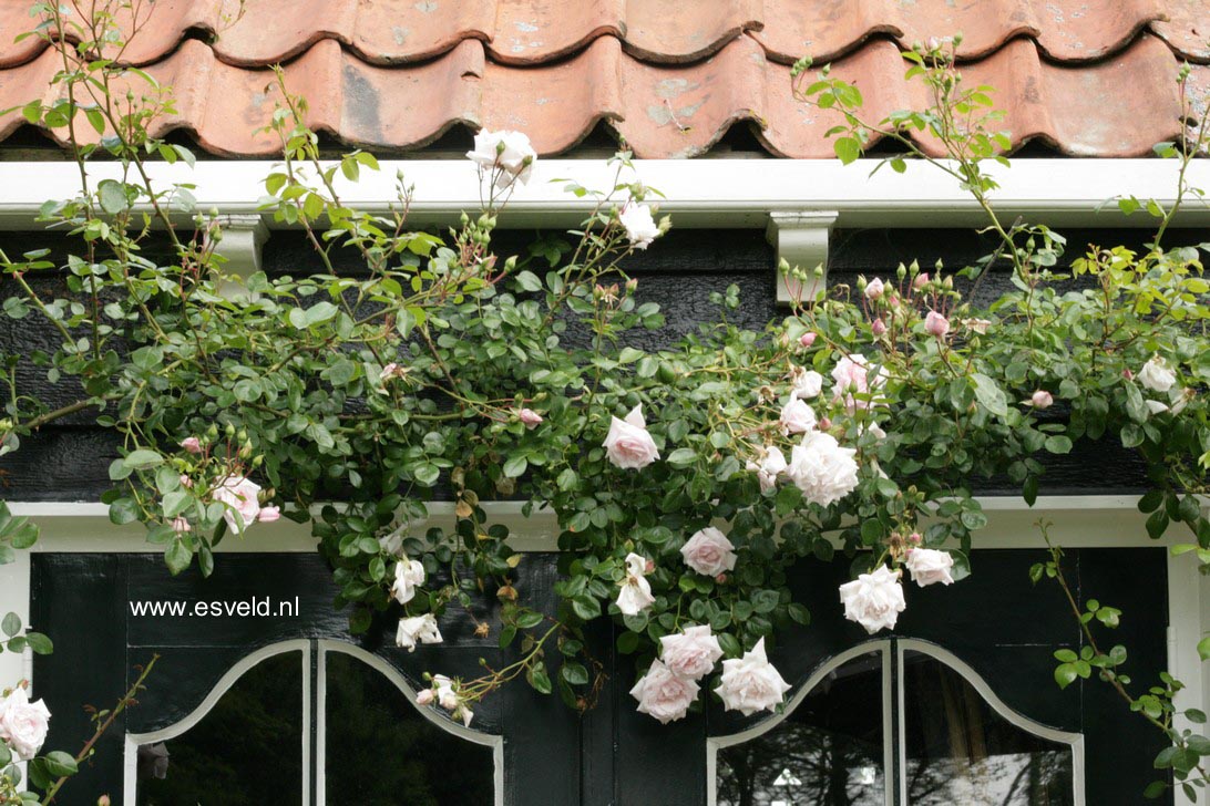 Rosa 'New Dawn'