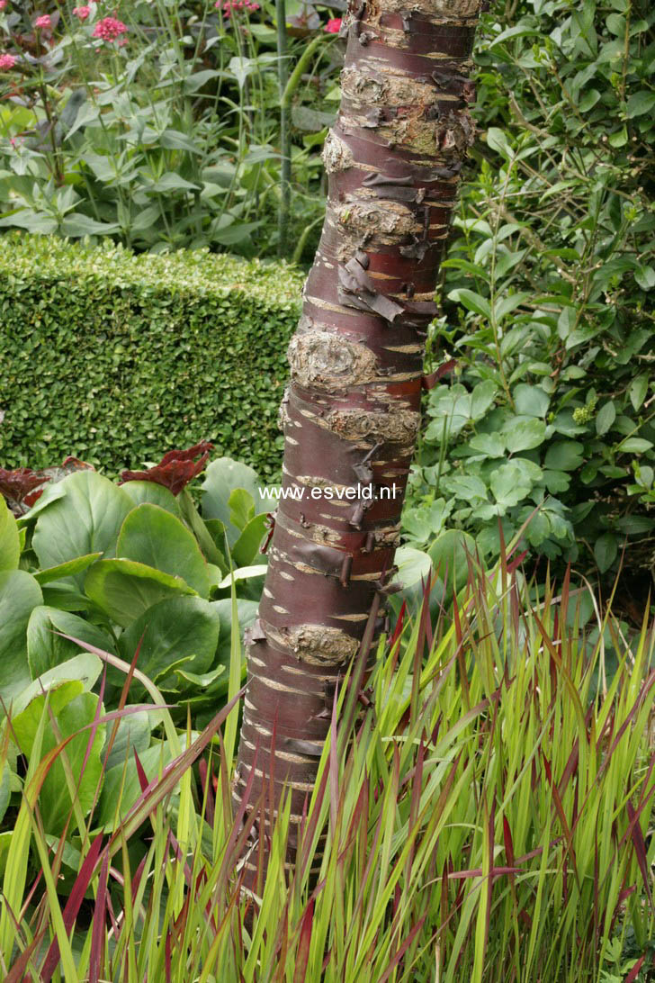 Prunus serrula