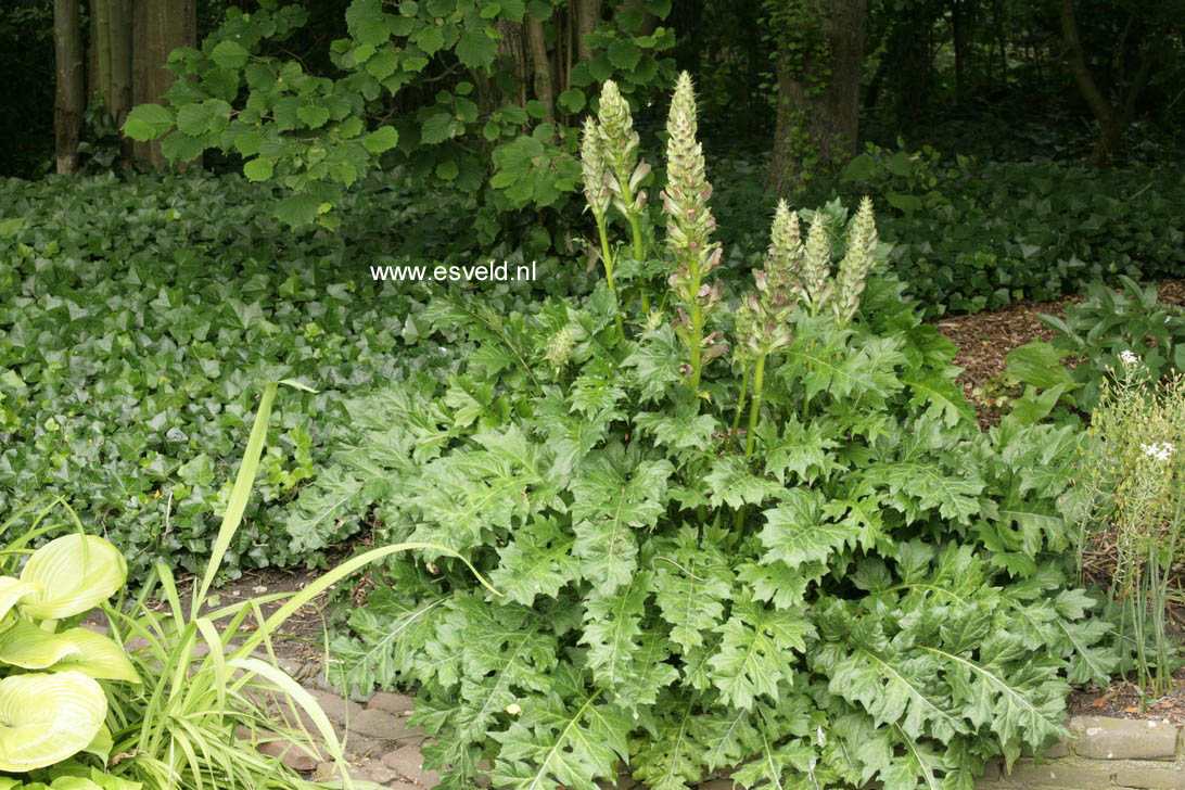 Acanthus mollis