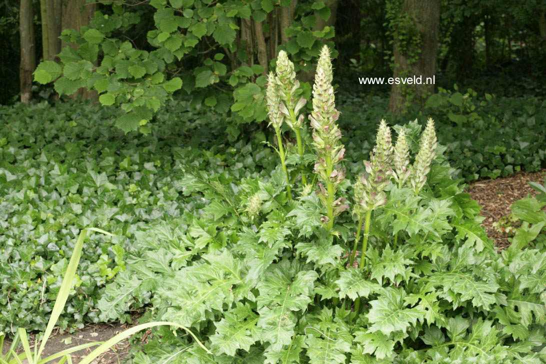 Acanthus mollis