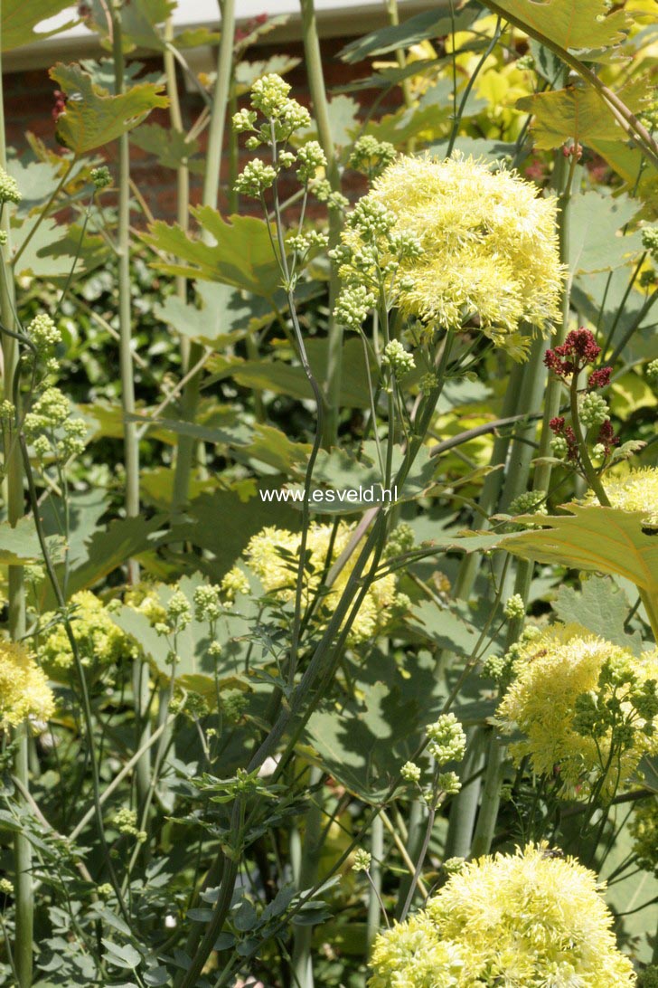 Thalictrum flavum ssp. glaucum