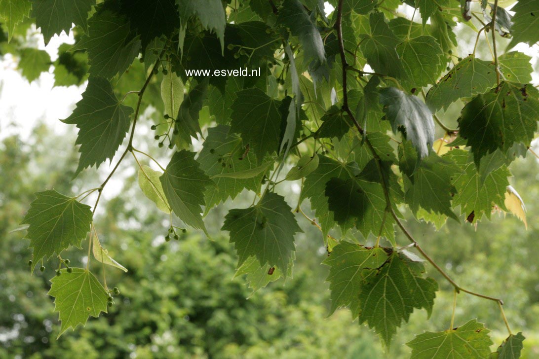 Tilia mongolica