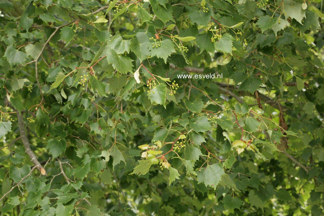 Tilia mongolica