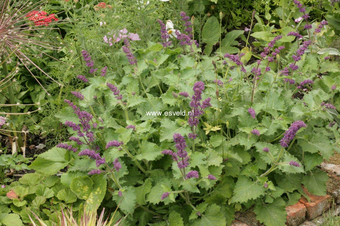 Salvia verticillata 'Purple Rain'