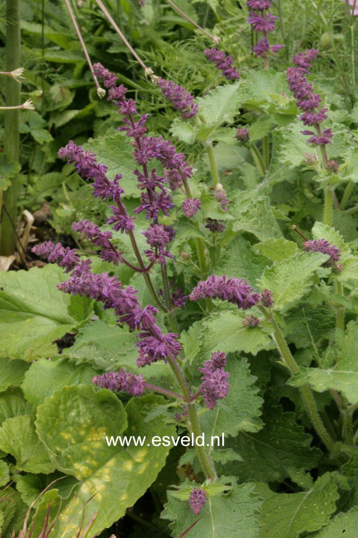 Salvia verticillata 'Purple Rain'