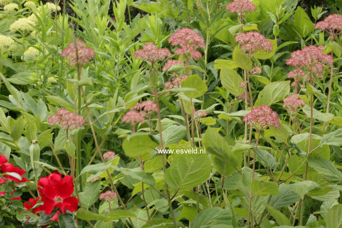 Hydrangea arborescens 'Pink Pincushion'