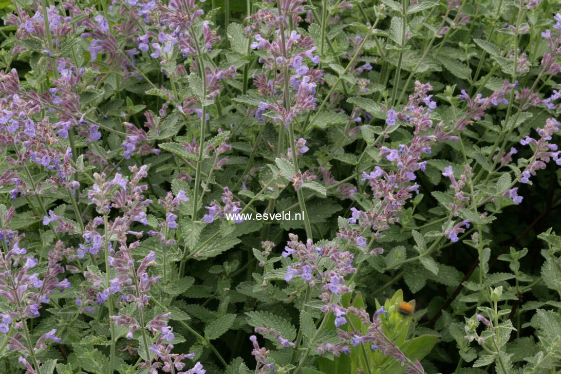 Nepeta 'Six Hills Giant'