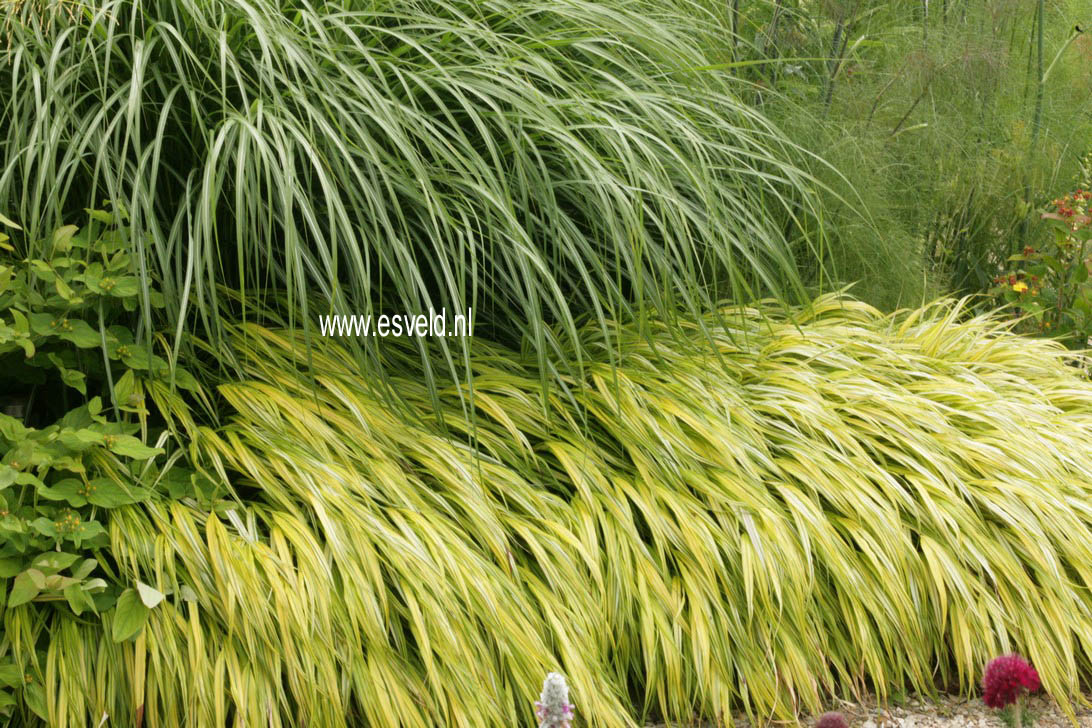 Hakonechloa macra 'Aureola'