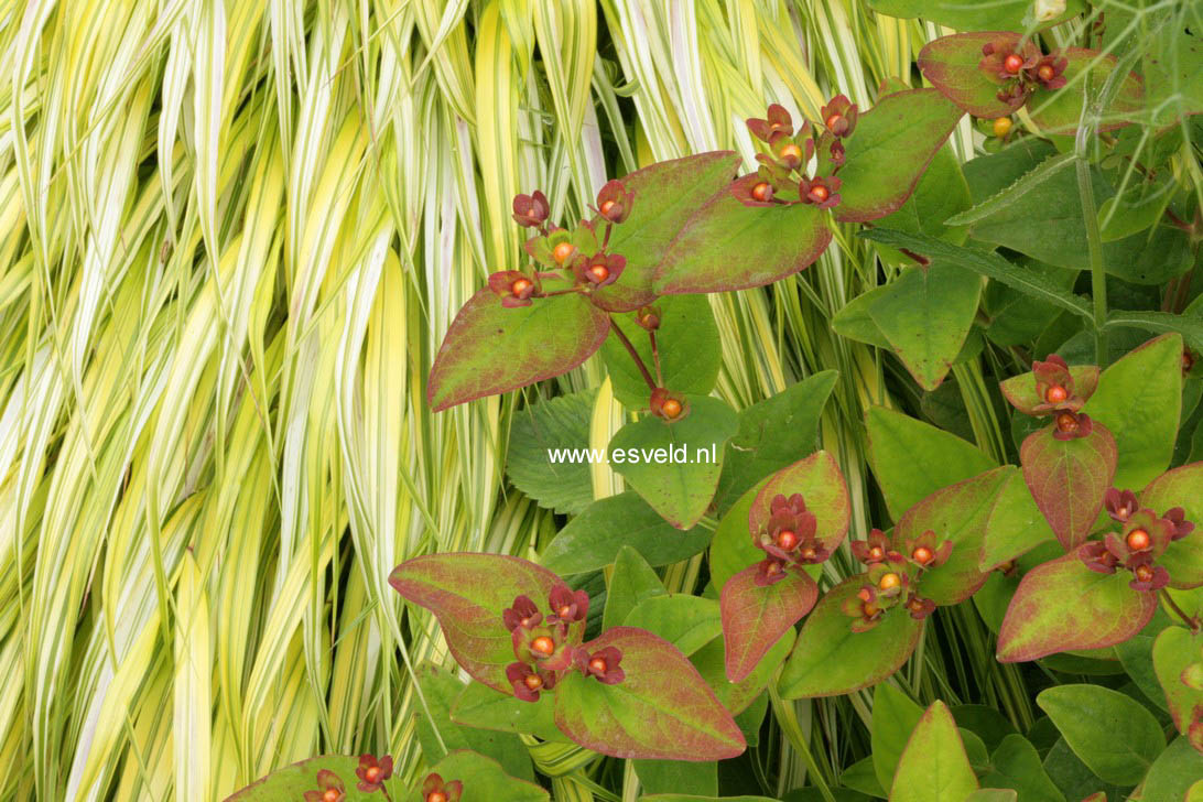 Hypericum inodorum