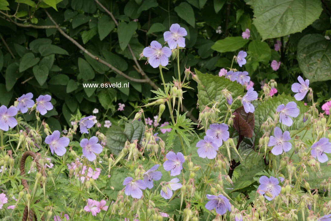 Geranium pratense