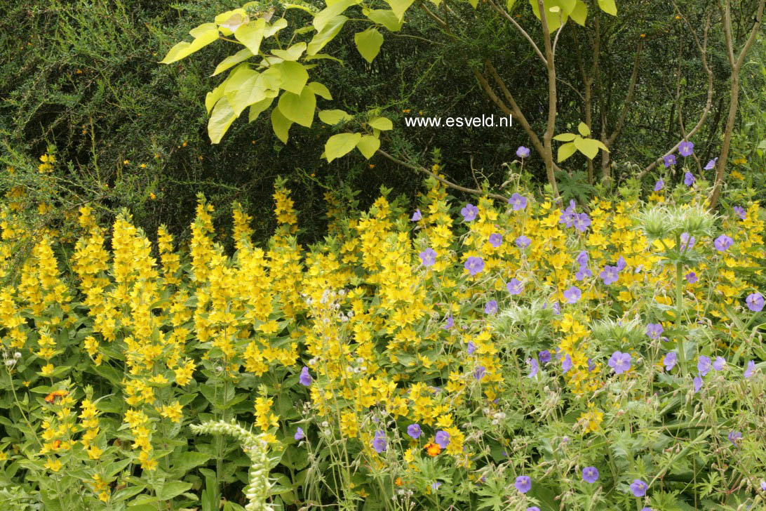 Lysimachia punctata