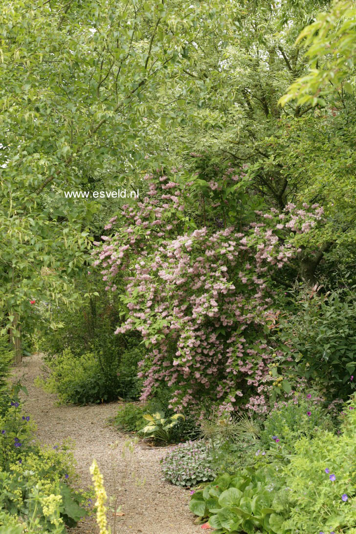 Deutzia hybrida 'Strawberry Fields'